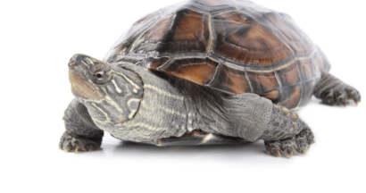 Tortoise indicating lack of speed