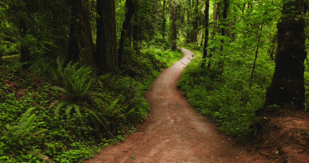 A narrow winding trail weaves through a forest